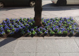 Kaiserdamm Blumen